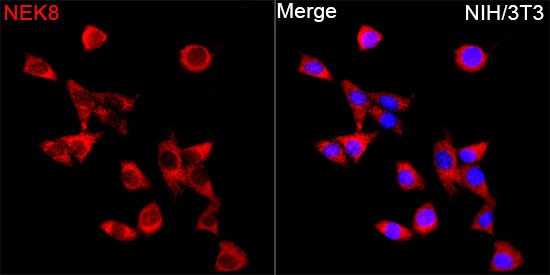 NEK8 Antibody - Azide and BSA Free