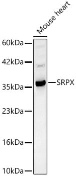 SRPX Antibody - BSA Free