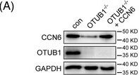 WISP3 Antibody - Azide and BSA Free