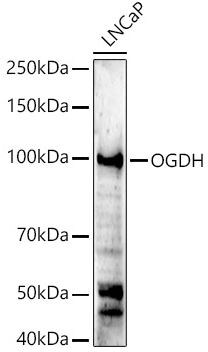OGDH Antibody