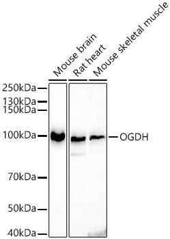 OGDH Antibody
