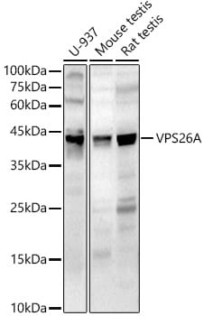VPS26A Antibody - Azide and BSA Free