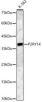 P2Y14/GPR105 Antibody