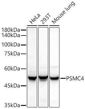 Tbp7 Antibody - BSA Free