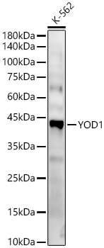 YOD1 Antibody - Azide and BSA Free