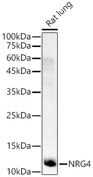 NRG4 Antibody - Azide and BSA Free