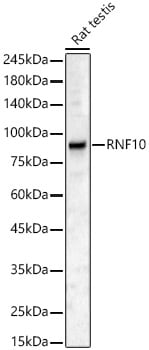 RNF10 Antibody - Azide and BSA Free