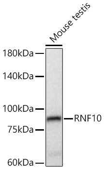 RNF10 Antibody - Azide and BSA Free