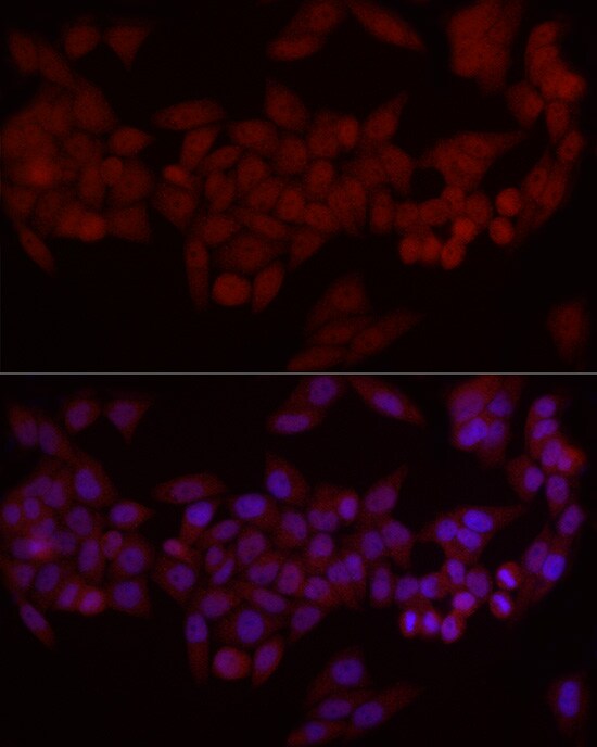 Smad7 Antibody - Azide and BSA Free