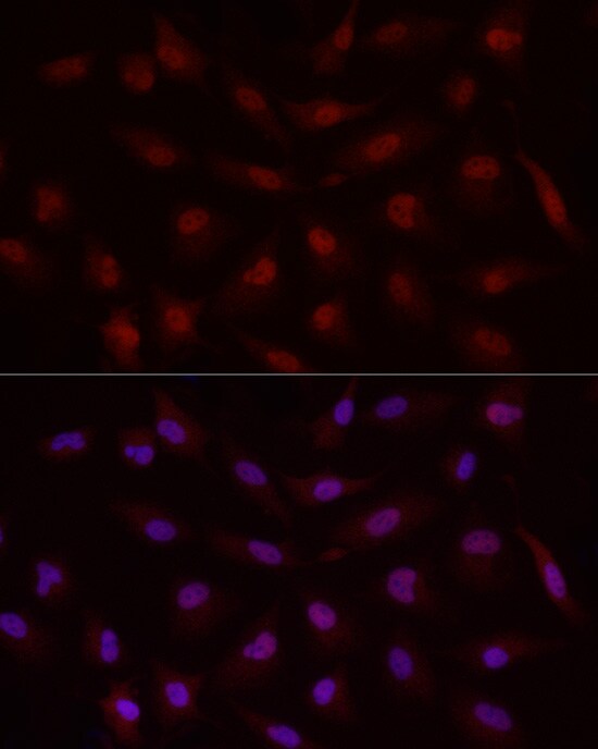 Smad7 Antibody - Azide and BSA Free