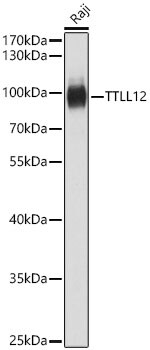 TTLL12 Antibody - BSA Free
