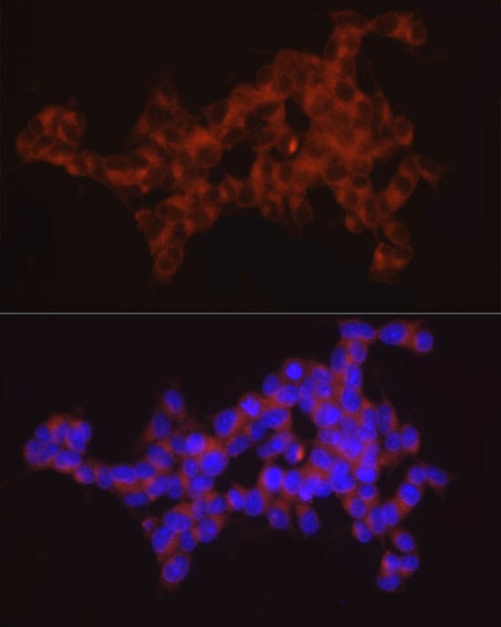 SYT11 Antibody - Azide and BSA Free