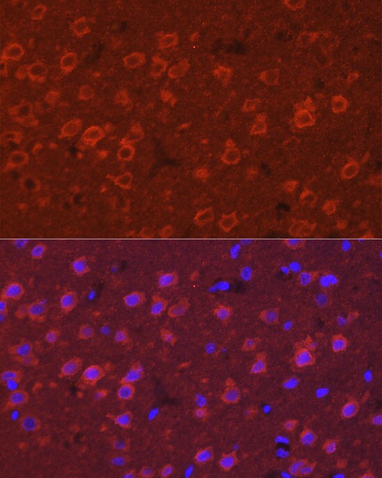 SYT11 Antibody - Azide and BSA Free