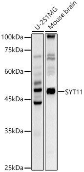 SYT11 Antibody - Azide and BSA Free