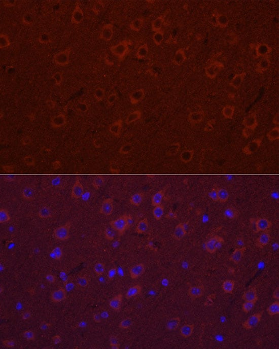 SYT11 Antibody - Azide and BSA Free