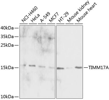 TIMM17A Antibody - BSA Free