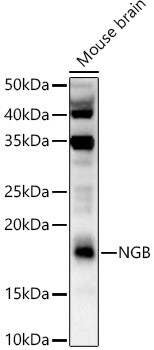 Neuroglobin Antibody - Azide and BSA Free