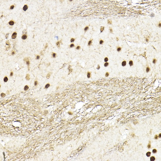 TEAD1 Antibody - Azide and BSA Free
