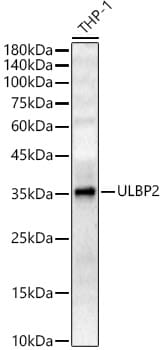 ULBP-2 Antibody - Azide and BSA Free