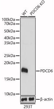 PDCD6 Antibody