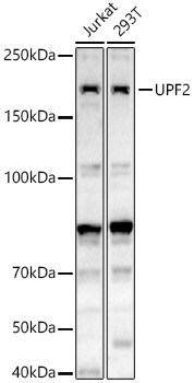 UPF2 Antibody - BSA Free