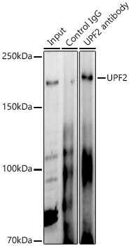 UPF2 Antibody - BSA Free