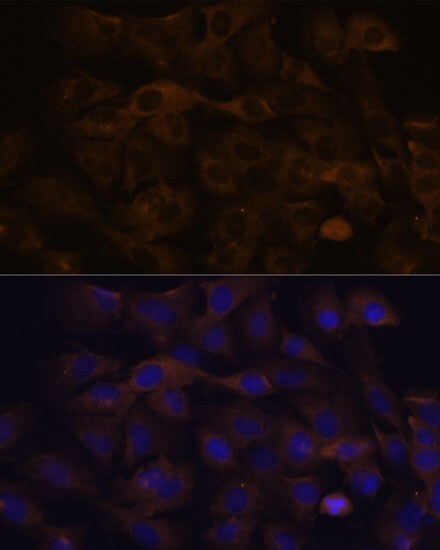 GRSF1 Antibody - Azide and BSA Free