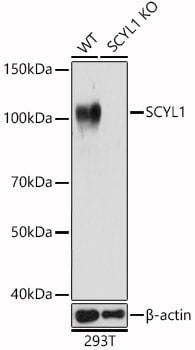 SCYL1 Antibody - BSA Free