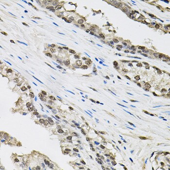 TCEB1 Antibody - BSA Free