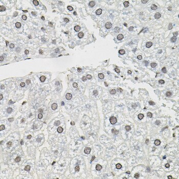 TCEB1 Antibody - BSA Free