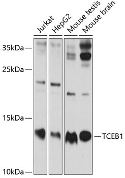 TCEB1 Antibody - BSA Free