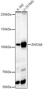 ZNF268 Antibody - Azide and BSA Free