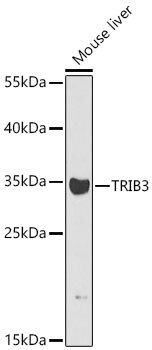 TRIB3 Antibody - BSA Free