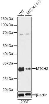 MTCH2 Antibody - Azide and BSA Free