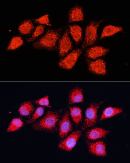 PDHA2 Antibody - BSA Free