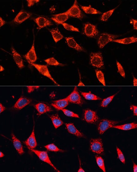 PDHA2 Antibody - BSA Free