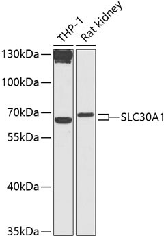 SLC30A1 Antibody - BSA Free