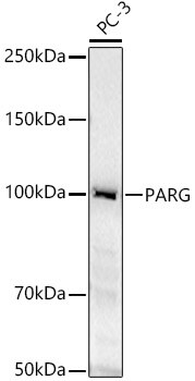 PARG Antibody - Azide and BSA Free