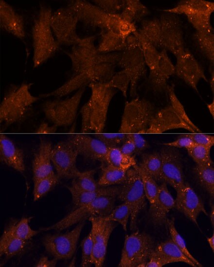 PGK2 Antibody - Azide and BSA Free