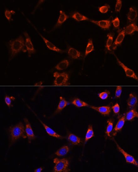 PTPN13/PTPL1 Antibody - Azide and BSA Free