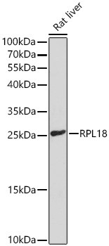 RPL18 Antibody - Azide and BSA Free