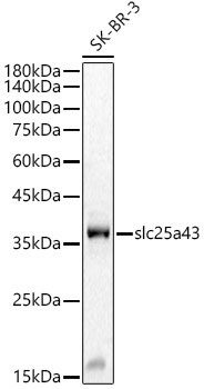 SLC25A43 Antibody - Azide and BSA Free