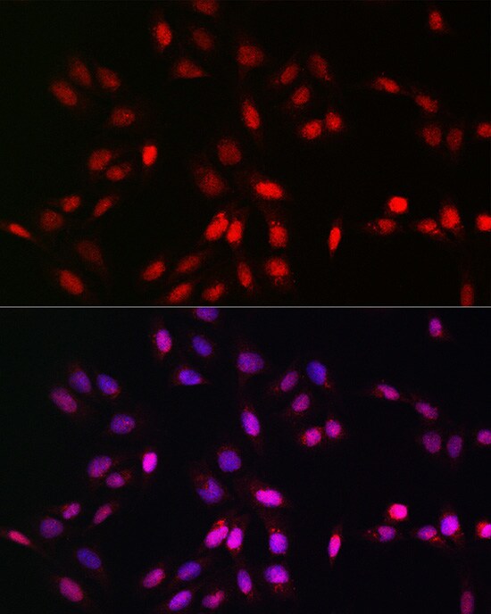 UFM1 Antibody - Azide and BSA Free