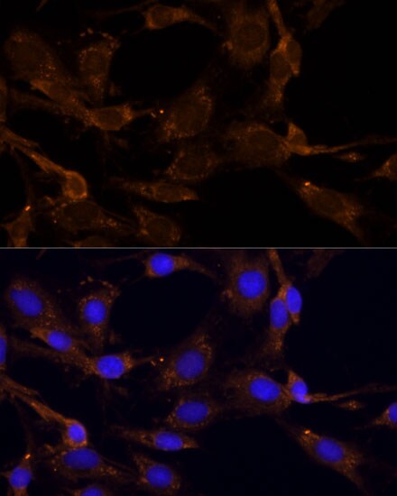 RPL27 Antibody - Azide and BSA Free