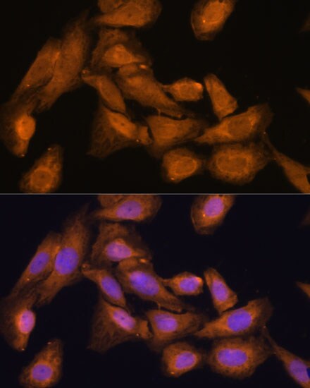 RPL27 Antibody - Azide and BSA Free