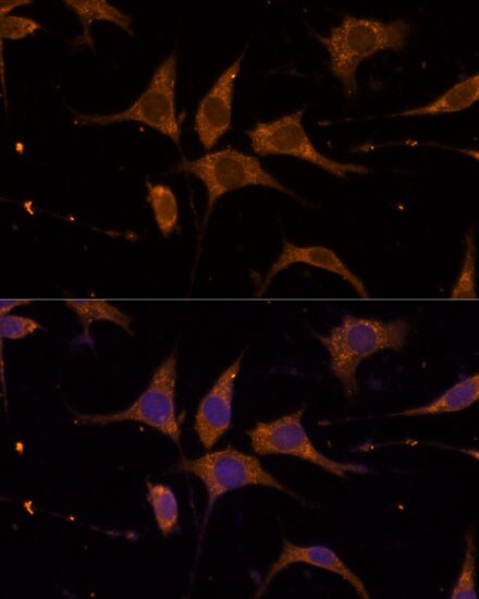 RPL27 Antibody - Azide and BSA Free