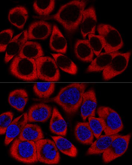 RPL27 Antibody - Azide and BSA Free