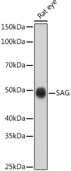 S-arrestin Antibody - Azide and BSA Free