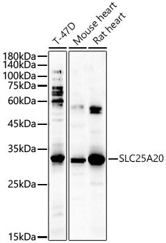 SLC25A20 Antibody - Azide and BSA Free