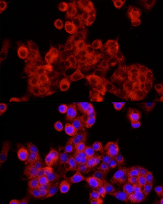SEC24C Antibody - Azide and BSA Free